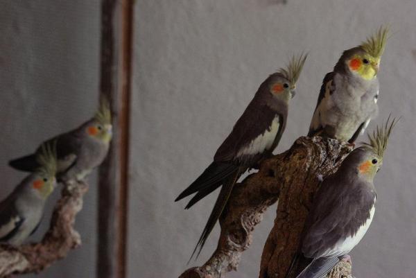 Diferencias entre loros machos y hembras - Dimorfismo sexual en cacatúas
