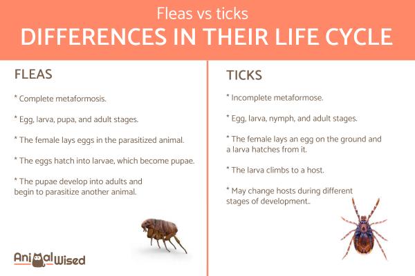 Diferencias entre pulgas y garrapatas - Diferencias en el ciclo biológico de pulgas y garrapatas