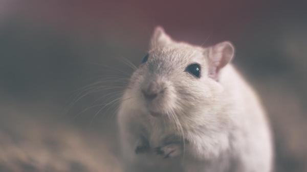 Diferencias entre ratas y ratones - Diferencias físicas entre ratones y ratas