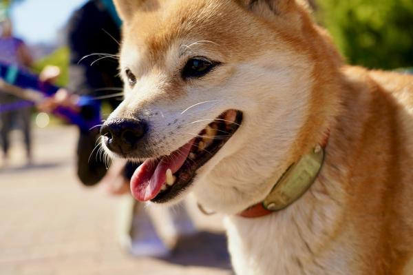 Diferencias entre un Shiba Inu y un Akita Inu - Diferencias físicas entre Shiba Inu y Akita Inu