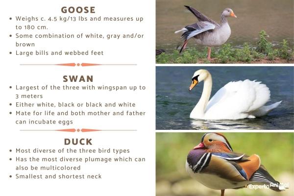 Diferencias entre un cisne, un ganso y un pato - Diferencias físicas entre un cisne, un ganso y un pato
