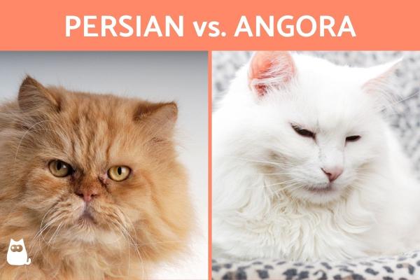 Diferencias entre un gato persa y un gato de angora - Diferencias de carácter entre los gatos persas y de angora