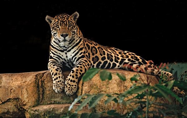Diferencias entre un jaguar, un guepardo y un leopardo - Diferencias físicas entre jaguar, leopardo y guepardo