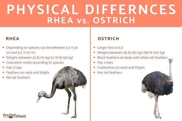 Diferencias entre ñandú y avestruz - Diferencias físicas entre ñandú y avestruz