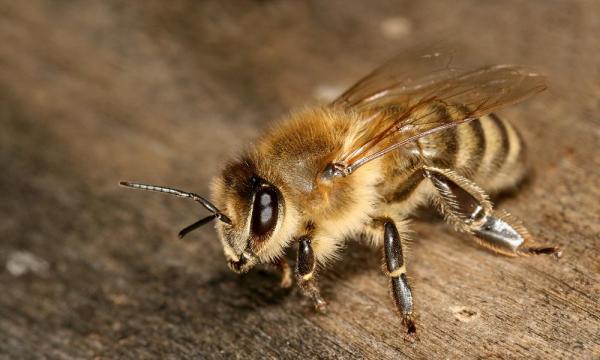 Diferentes tipos de abejas melíferas - Especies y características - Abeja europea o abeja melífera occidental