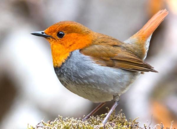 Diferentes tipos de aves de compañía: pájaros cantores domésticos