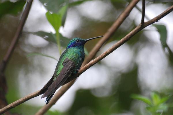 Diferentes tipos de colibrí - Violetear espumoso (Colibri coruscans)