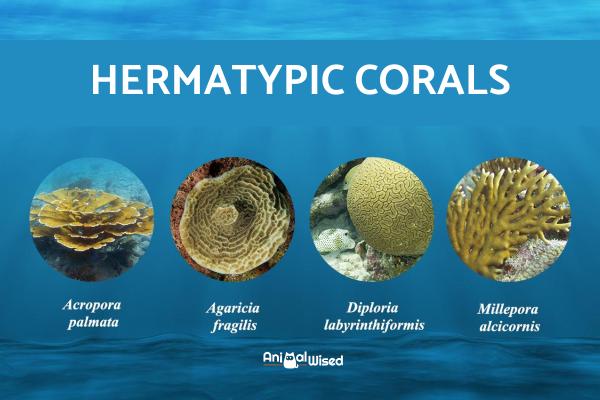 Diferentes Tipos de Coral - Nombres y Especies - Corales hermatípicos y ejemplos
