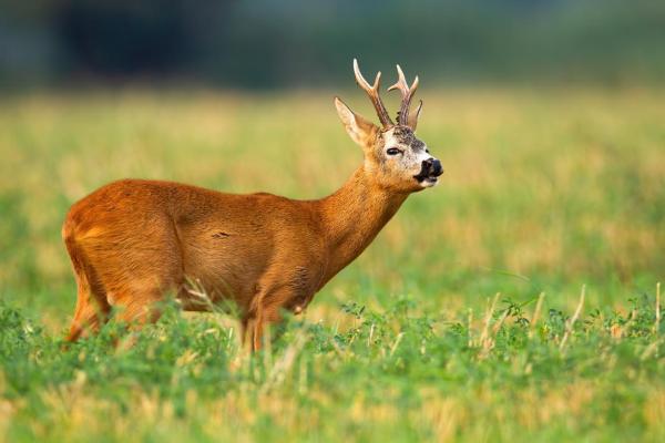 Diferentes tipos de especies de ciervos: tipos de ciervos (ciervos, corzos y alces)