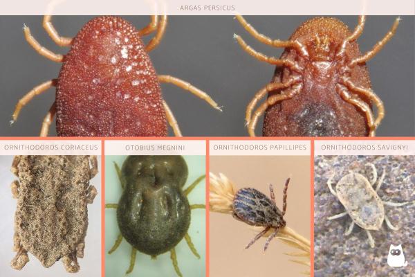 Diferentes tipos de Garrapatas - Especies de Garrapatas - Garrapatas blandas (Argasidae)