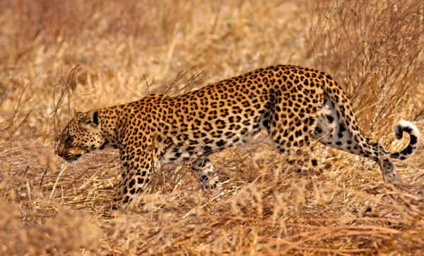Diferentes tipos de leopardos: leopardo africano (Panthera pardus pardus)
