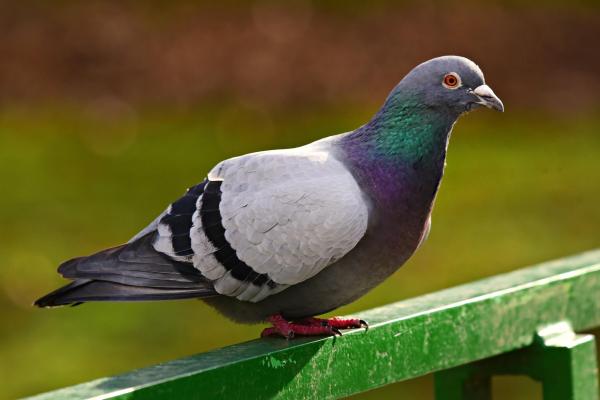 Diferentes tipos de palomas - Paloma bravía (Columba livia)