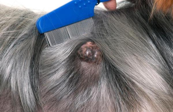 Diferentes tipos de tumores en perros - Tipos de tumores de piel en perros