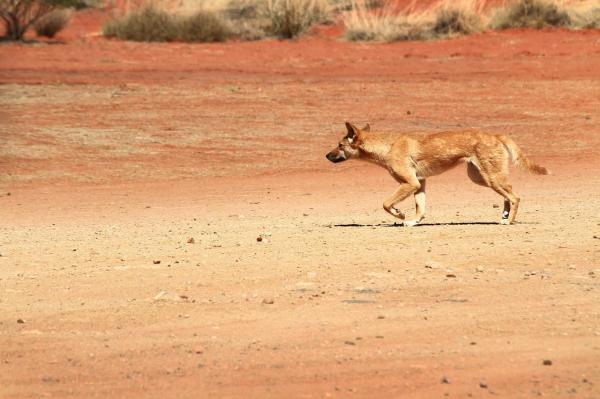 Dingo como mascota: pautas y consejos generales - La morfología de un dingo