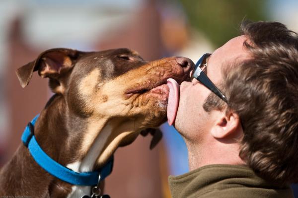 Disculparse con un perro: ¿cuál es el mejor enfoque? - ¿Puede un perro entender una disculpa?