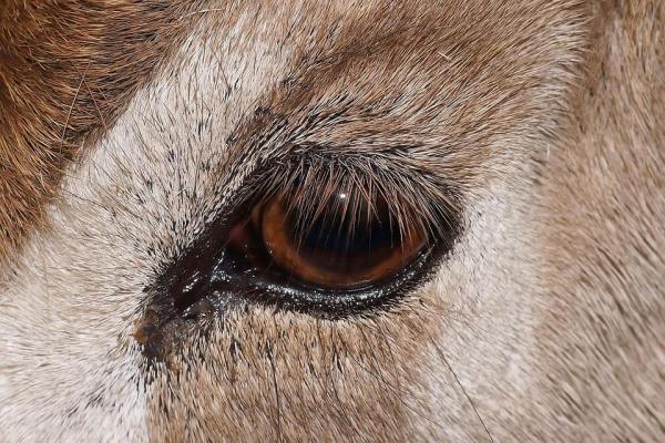 Distichiasis - Pestañas Extra en Perros - ¿Qué es la distichiasis en perros?
