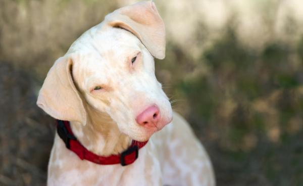 Doberman Pinscher Albino - Características y Cuidados - Características de los Doberman Pinscher albinos