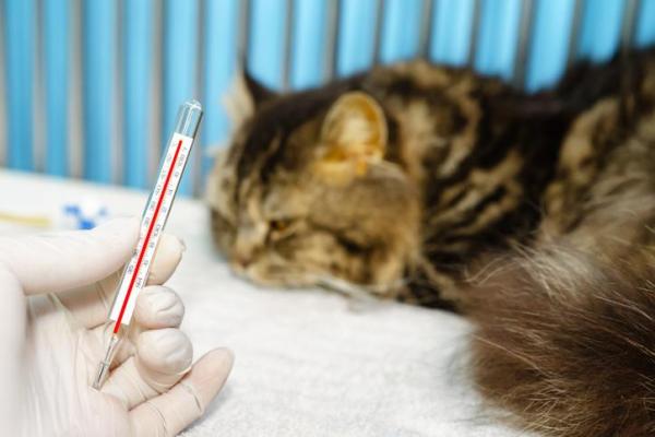 Doxiciclina para gatos - Posología, usos y efectos secundarios - ¿Para qué se utiliza la doxiciclina en gatos?