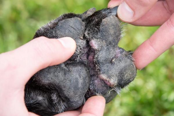 Ebastina para perros - Usos, Dosis y efectos secundarios - Usos de ebastina para perros