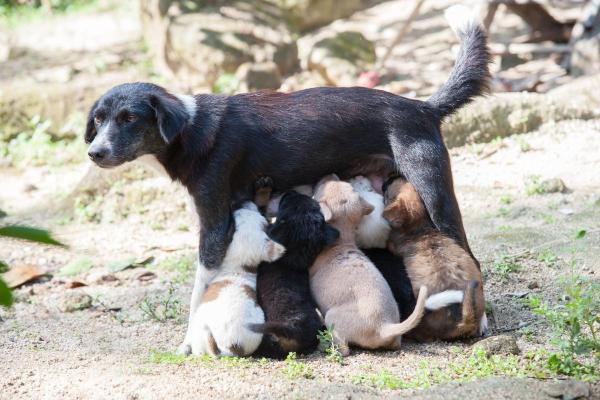 Eclampsia en perros - Causas y tratamiento - Causas de la eclampsia en perros