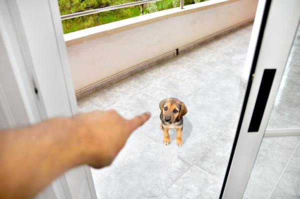 Efectos Negativos del Castigo Canino - ¿Qué consecuencias puede tener castigar a un perro?