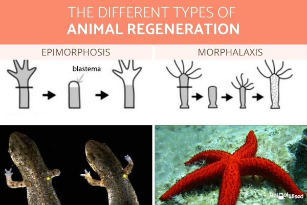 Ejemplos de regeneración en animales: ¿Cómo ocurre la regeneración en los animales?