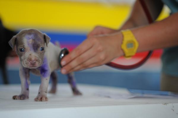 El corazón de mi perro late muy rápido - Enfermedad cardíaca hereditaria