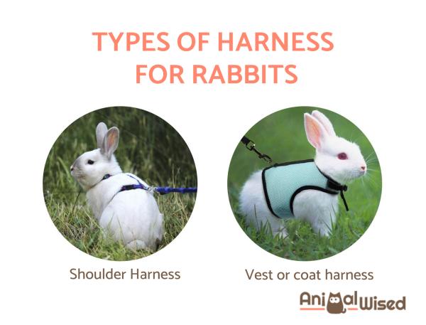 Mejor Arnés para Conejos - Tipos y Características - Tipos de arneses para conejos