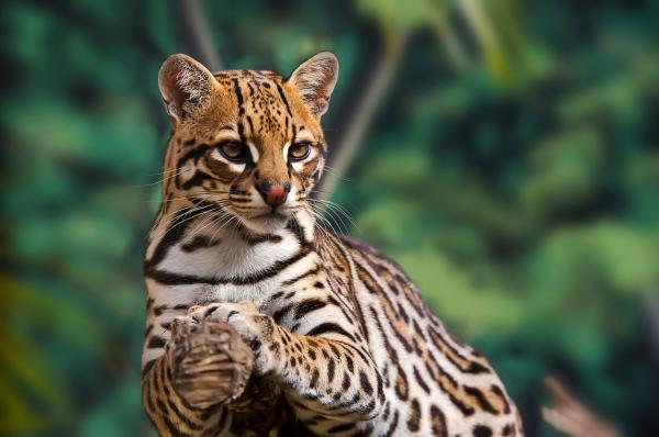 El Ocelote como mascota: todo lo que necesitas saber - La naturaleza del ocelote