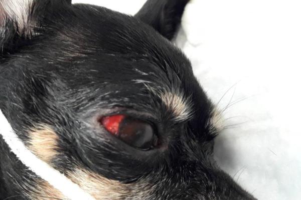 El ojo de mi perro se salió de su órbita: ¿Qué es la proptosis ocular en los perros?