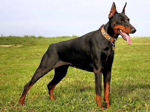 El origen del Doberman: Historia y datos curiosos - ¿De dónde vienen los Doberman?