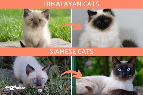 El pelaje de mi gato está cambiando de color: ¿el pelaje de un gatito cambia de color a medida que se desarrolla?