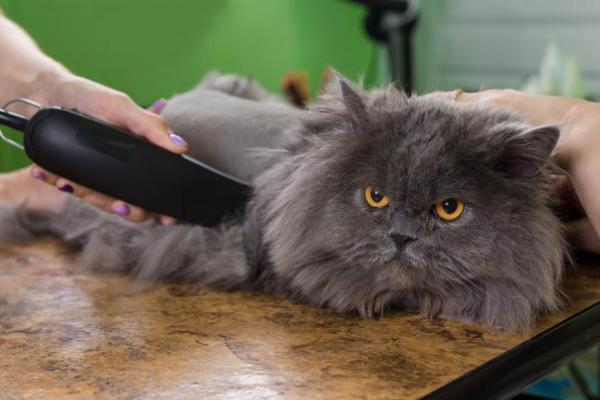 El pelo de mi gato no vuelve a crecer - ¿Por qué el pelo de mi gato no vuelve a crecer?