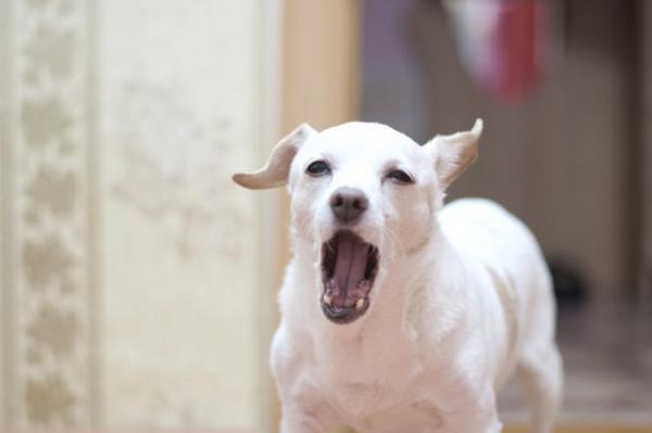El perro de mi vecino no deja de ladrar -