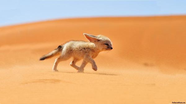 El Zorro Fennec como mascota - La importancia del hábitat