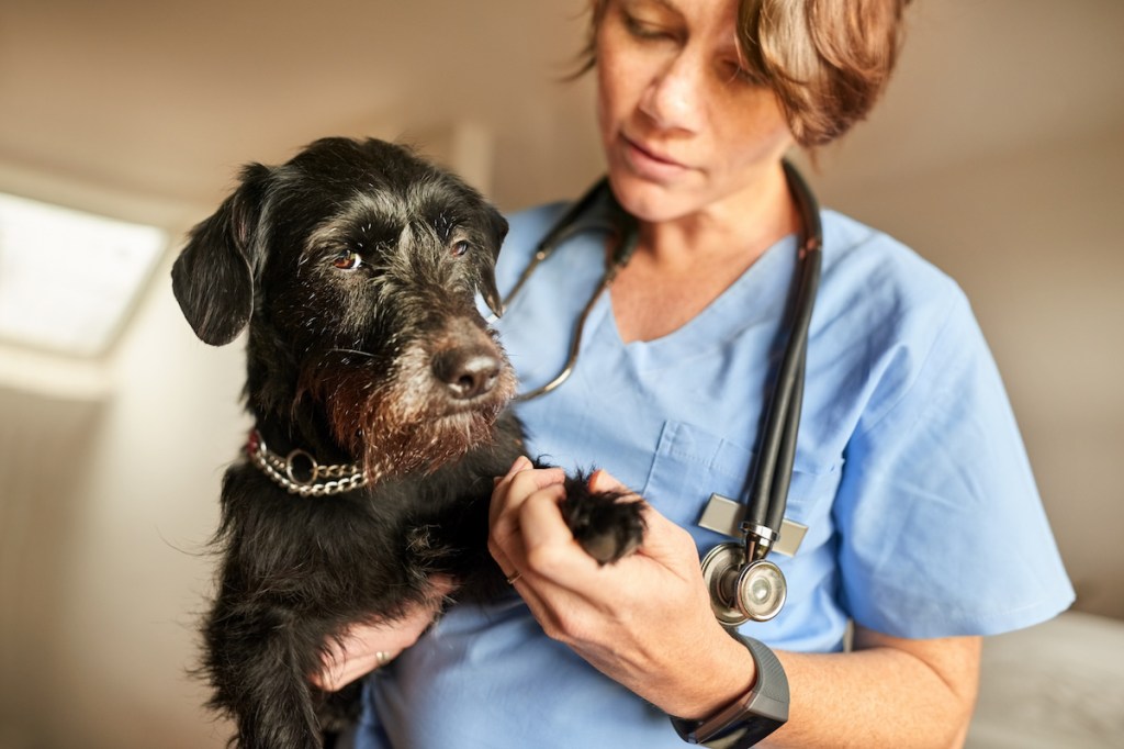 Embolia Fibrocartilaginosa (fce) en Perros: Síntomas, Causas Y Tratamientos