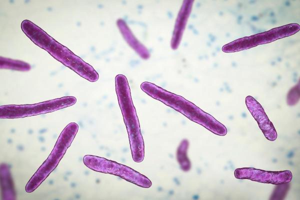 Enfermedades comunes de las ovejas - Causas y síntomas - Paratuberculosis (enfermedad de Johne)