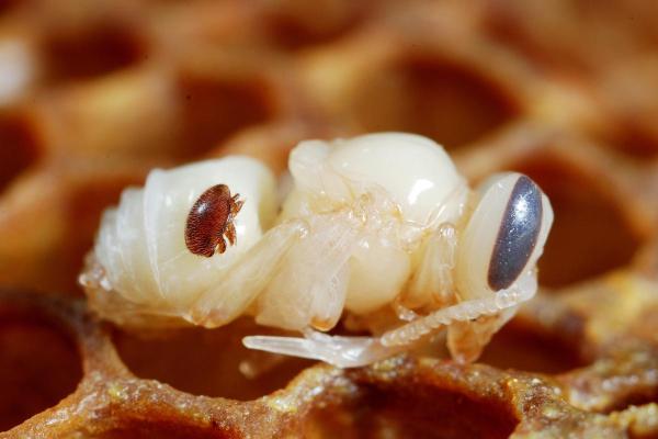 Enfermedades más comunes de las abejas: varroosis
