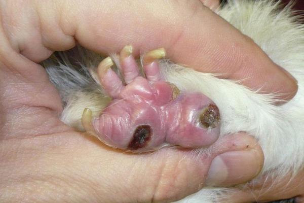 Enfermedades más comunes de las cobayas: 1. Bumblefoot (pododermatitis ulcerosa)