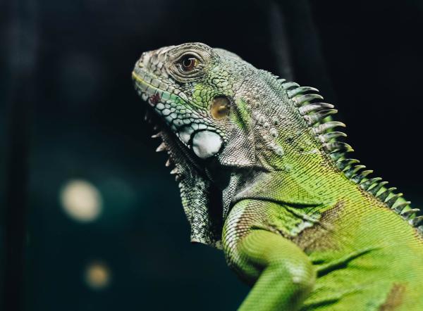 Enfermedades más comunes en las iguanas verdes - Enfermedad metabólica ósea en iguanas