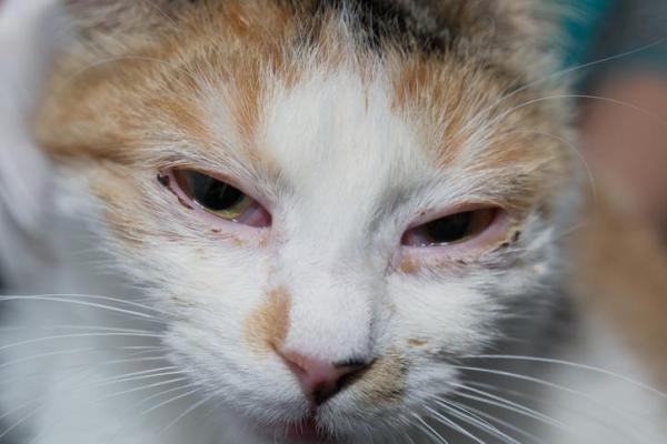 Enfermedades virales más comunes en gatos - Complejo de enfermedades respiratorias felinas