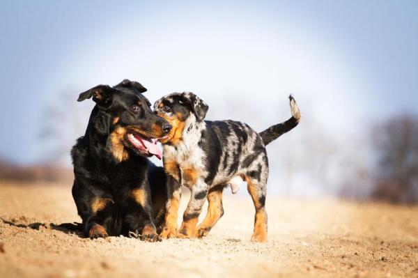 Entrenamiento Cognitivo Emocional para Perros - Una Guía Completa - Entrenamiento cognitivo canino