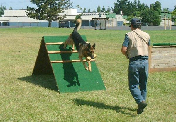 Adiestramiento del perro Schutzhund - Fases del Schutzhund