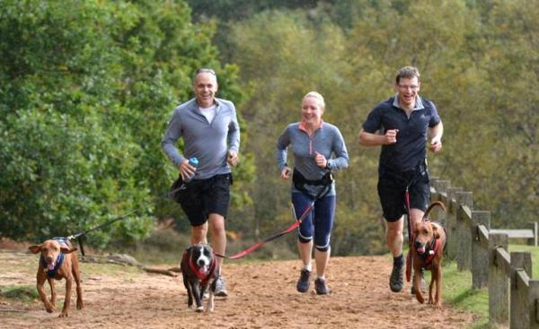 Entrenar a tu perro para que corra contigo - Equipo para correr con tu perro
