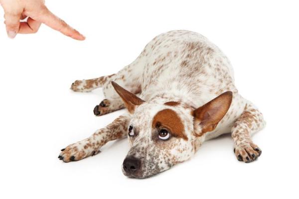 Errores comunes al regañar a un perro - 1. Regañar a tu perro en el momento equivocado 