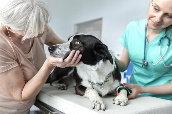 Esofagitis en perros - Síntomas, Causas, Tratamiento - Esofagitis en perros