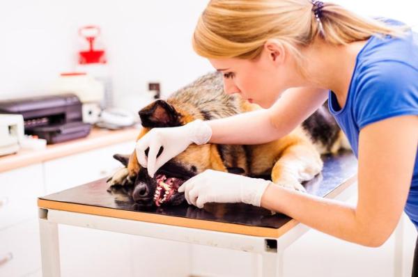 Estomatitis en Perros - Causas, Síntomas y Tratamiento - Causas de la estomatitis en perros