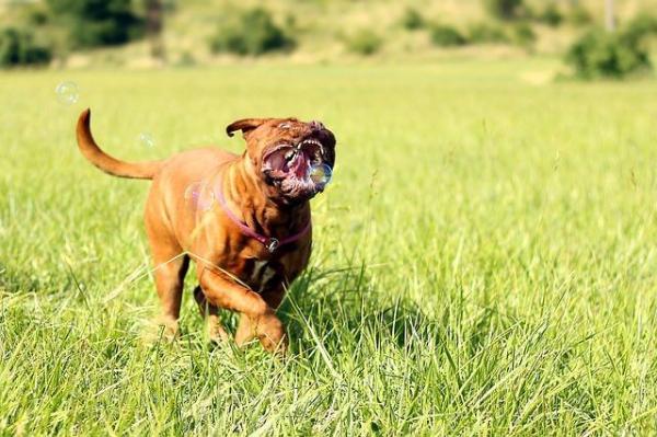 Etología Canina - Tipos de problemas con los que trabajan los etólogos