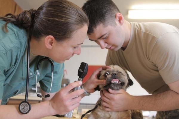 Fenobarbital para perros - Usos, Dosis, Usos y Efectos Secundarios - Efectos secundarios del fenobarbital para perros