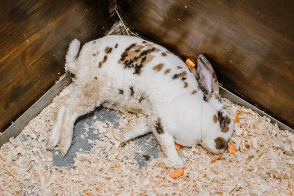 Fiebre en Conejos - Síntomas, Causas y Tratamiento - Síntomas de fiebre en conejos